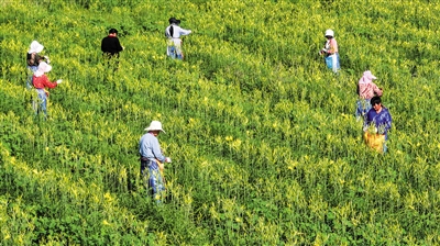 采摘黃花