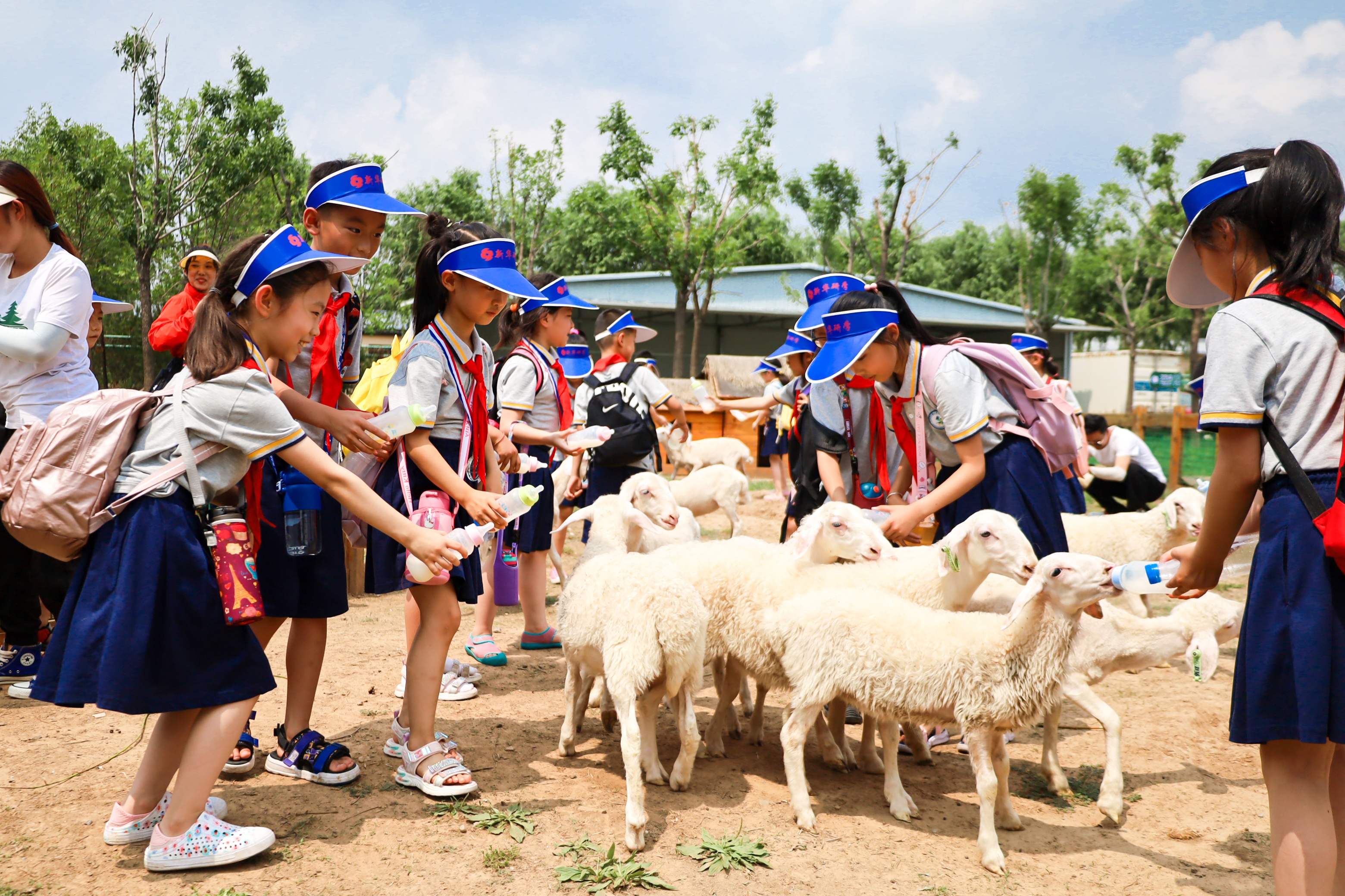 “羊主題樂園”