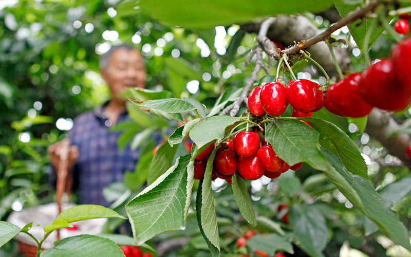 櫻桃紅了 果農(nóng)樂了