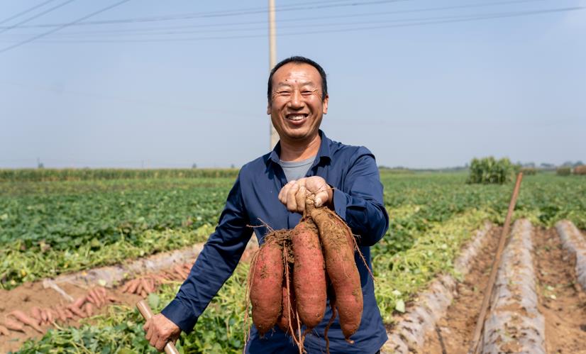 淹底鄉(xiāng)楊岳村紅薯喜獲豐收立足特色紅薯產(chǎn)業(yè)，淹底鄉(xiāng)主動打響“特優(yōu)”牌，念好“產(chǎn)業(yè)”經(jīng)。