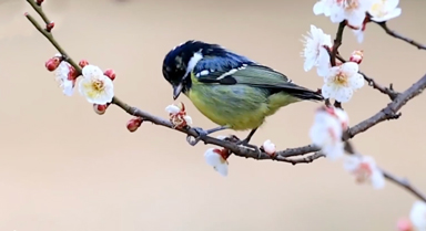 實(shí)用轉(zhuǎn)存！踏青拍春花技巧