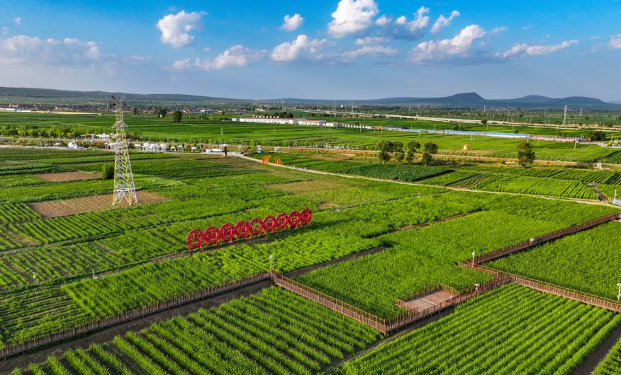 云州區(qū)有機(jī)黃花種植基地